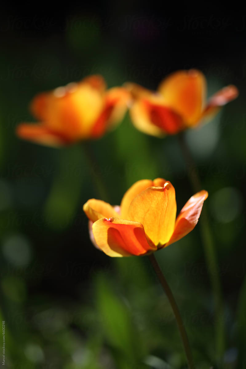 Orange tulip flowers