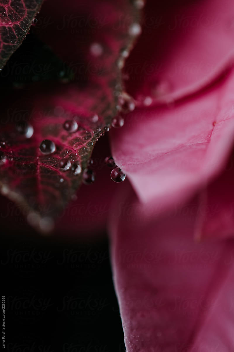 Pink leaves with water drops