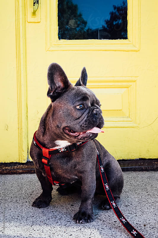 a blue black french bulldog sitting in front of a yellow door