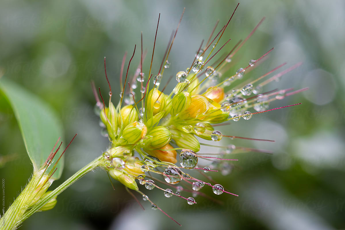 Macro of rain droplets on weed