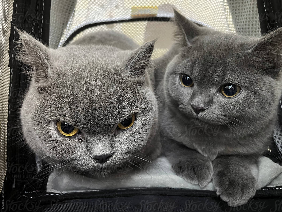 Two cute blue cats in a pet backpack