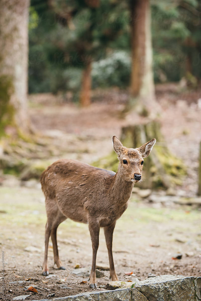 Deer in Nara,Japan