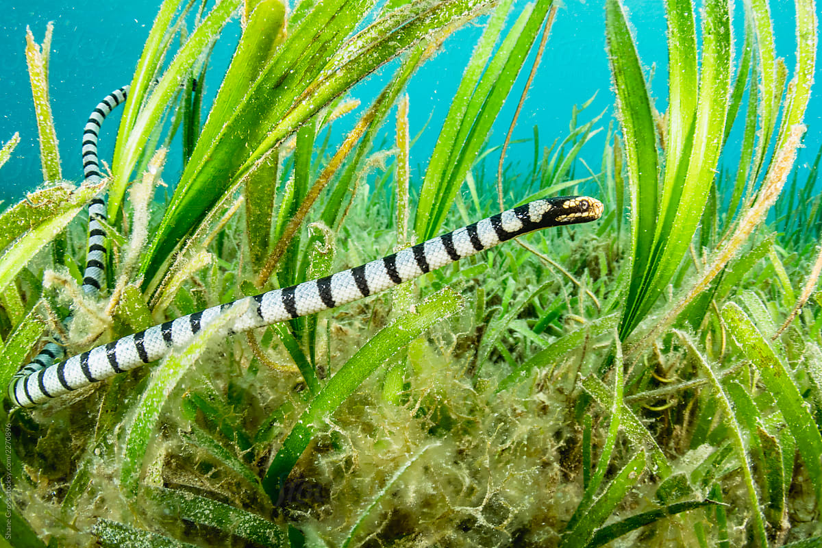Sea Snake in the Seagrass