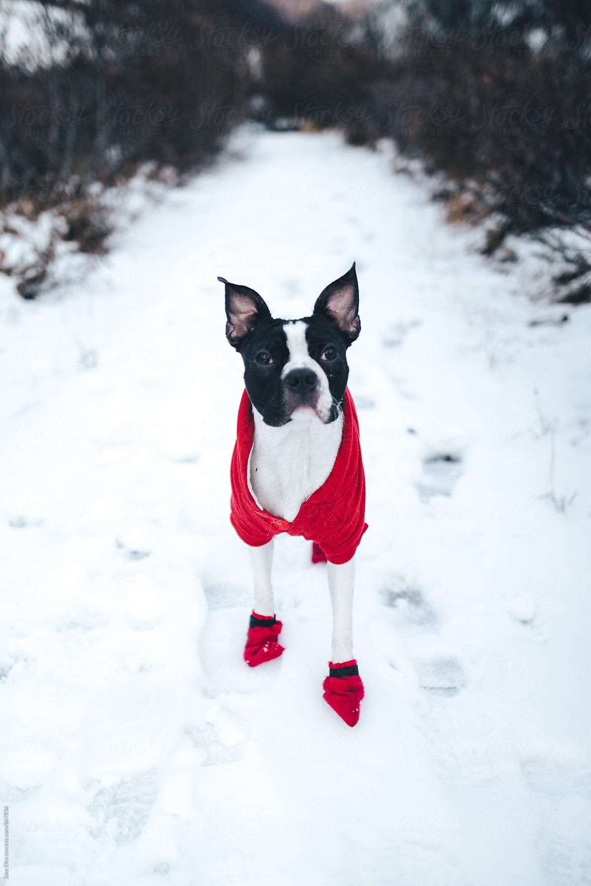 do boston terriers like snow