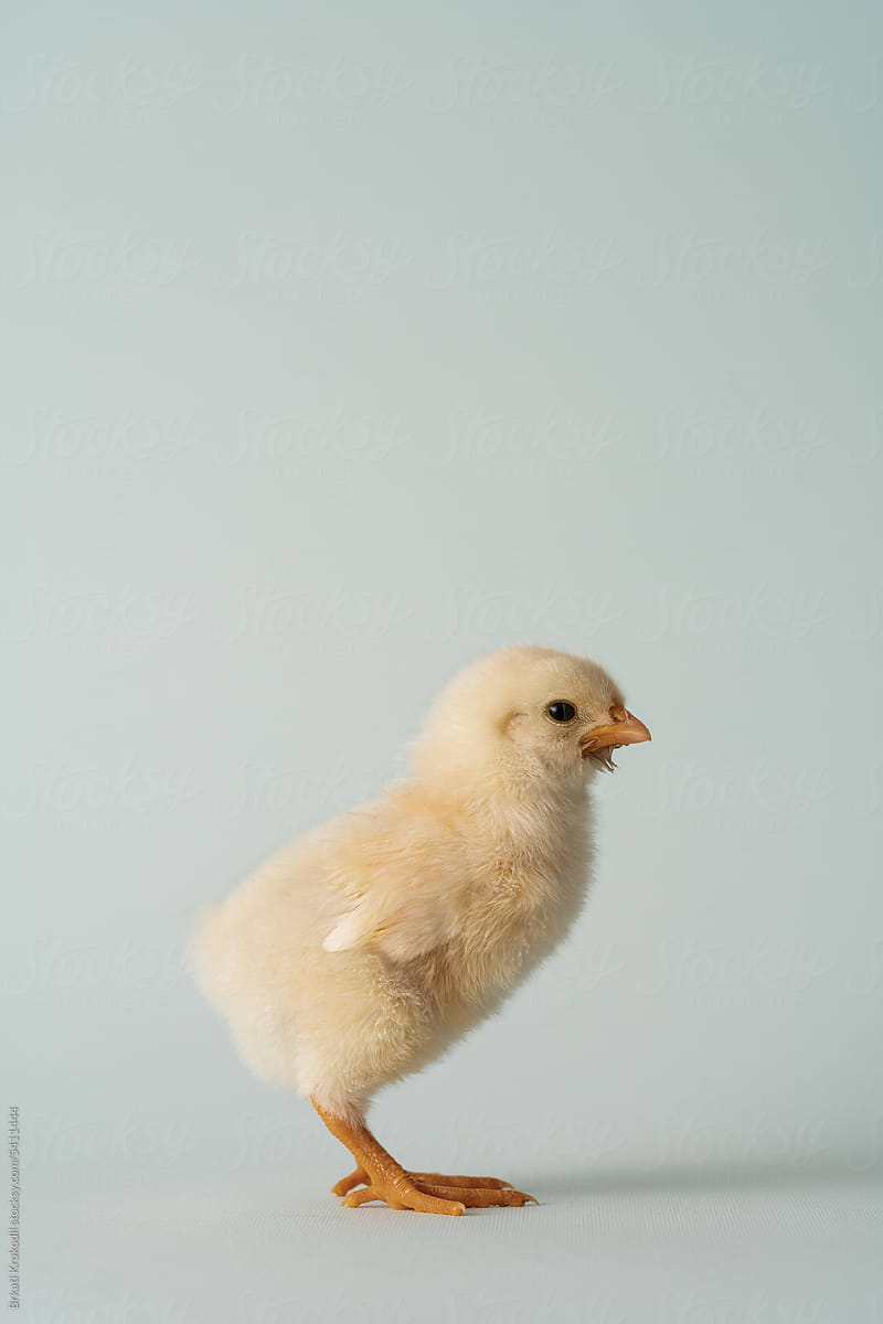 Side View Of Baby Chick Studio Portrait On Pastel Background