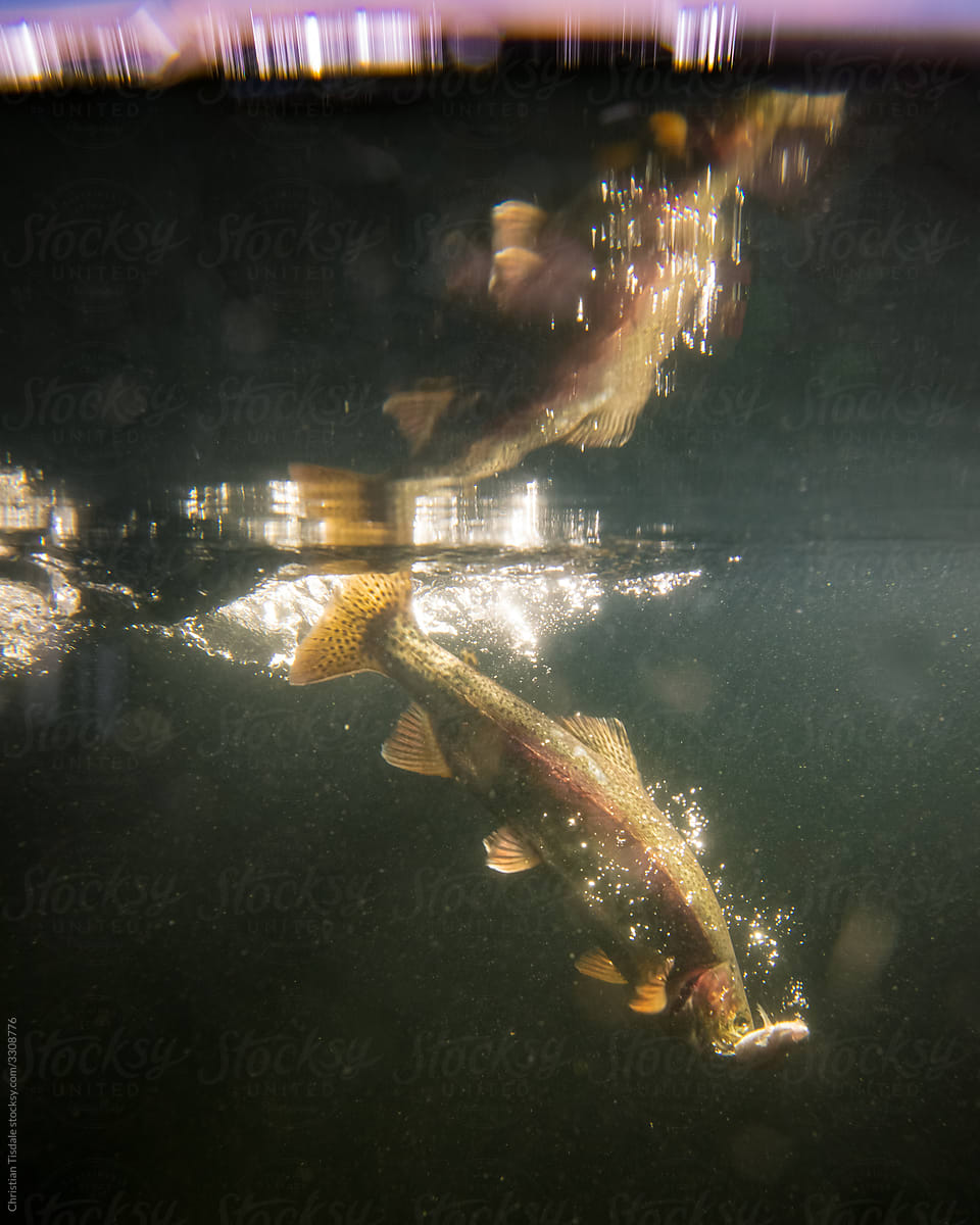 Rainbow trout feeding underwater