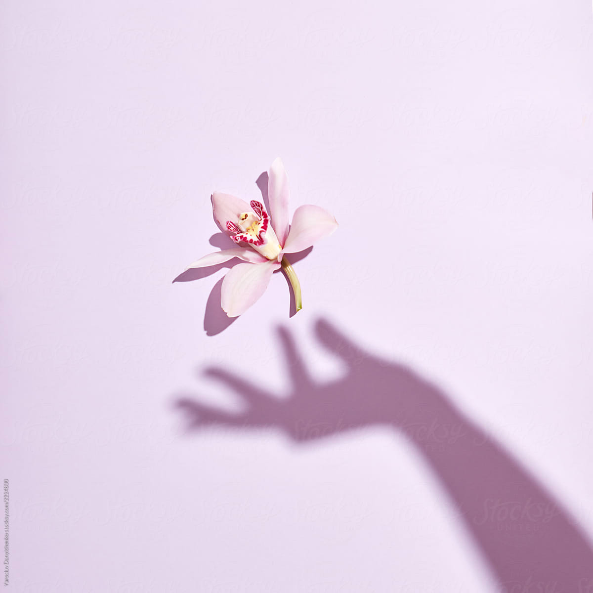 The shadow of female hand touches a delicate natural orchid flower on a pastel pink background. Flat lay.