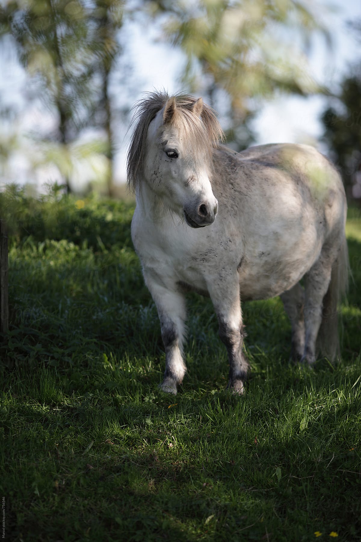 Pretty white pony horse standing in a field with trees