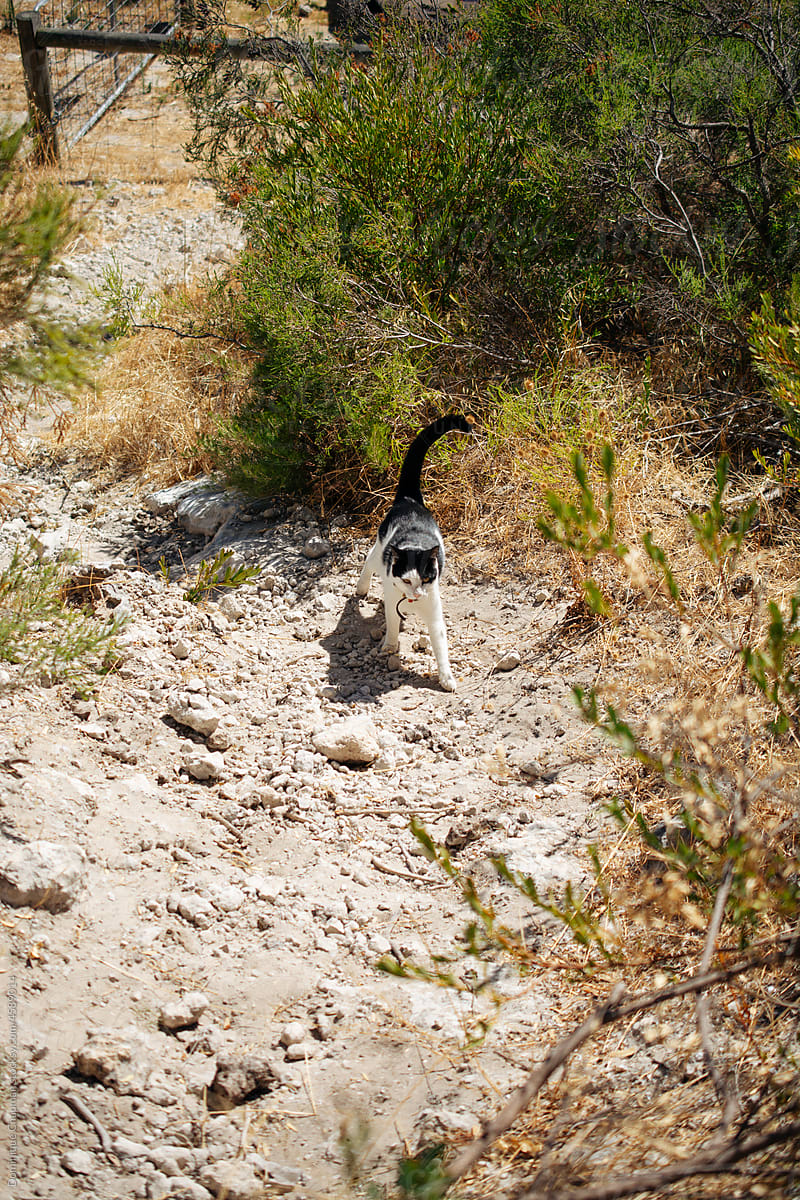 Cat walking on a bushwalk trail