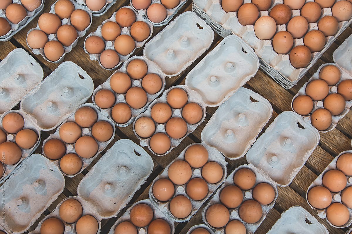 Fresh organic eggs!