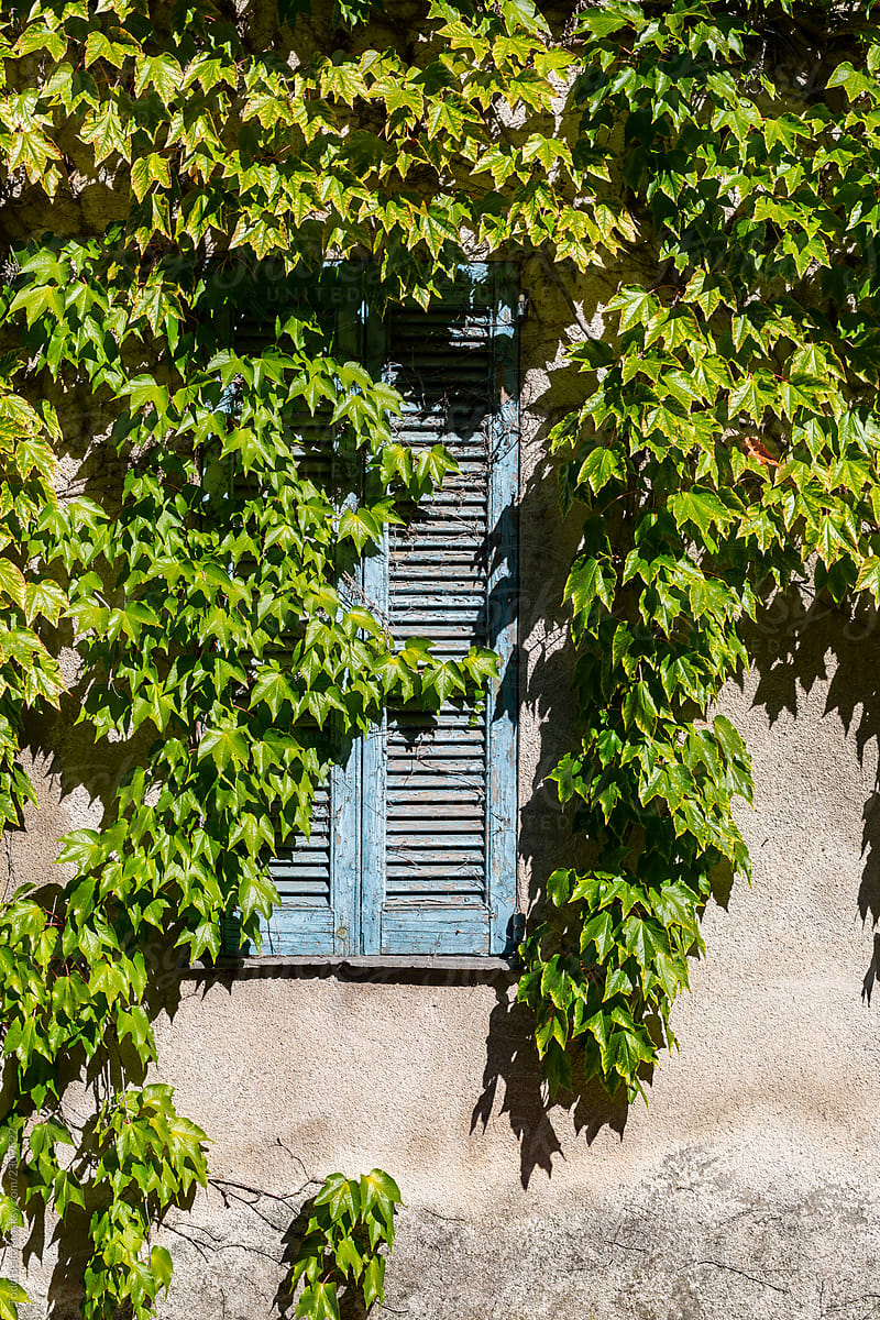 A blue shuttered window covered by green ivy.
