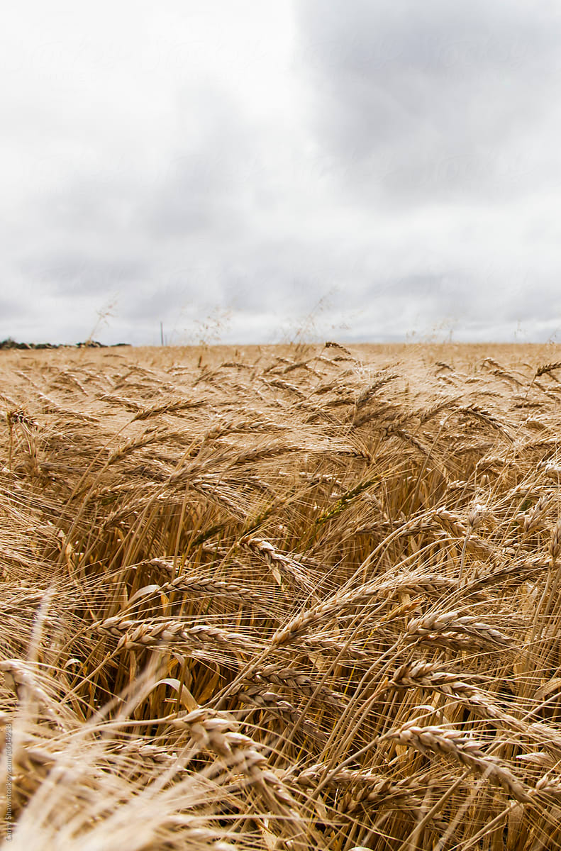 Field of wheat grain on farm