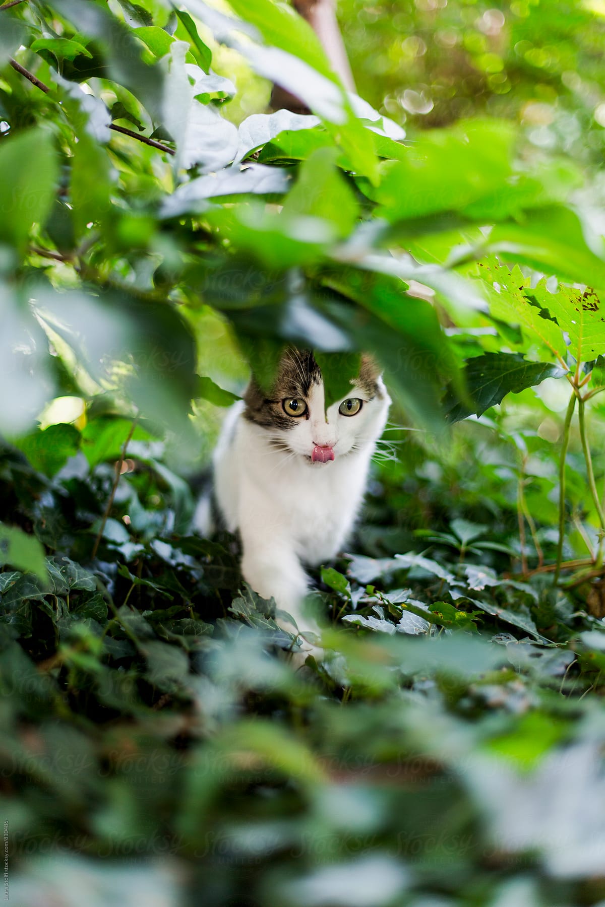 Cat licks her lips while waiting in ambush under plant branches