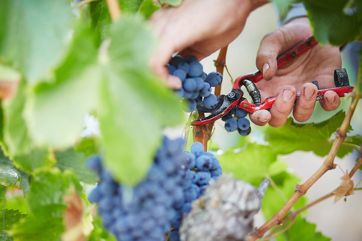 Harvesting grapes with pruning shears