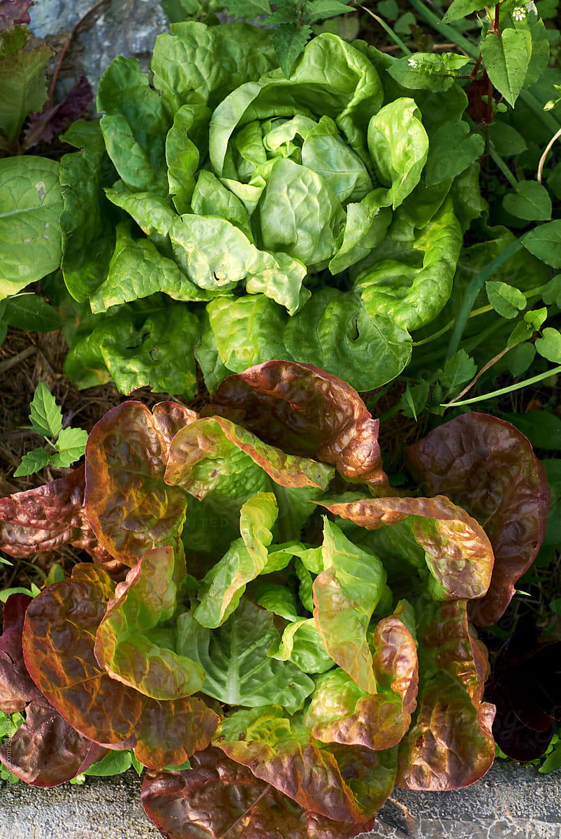 Closeup fresh vegetables in urban farm