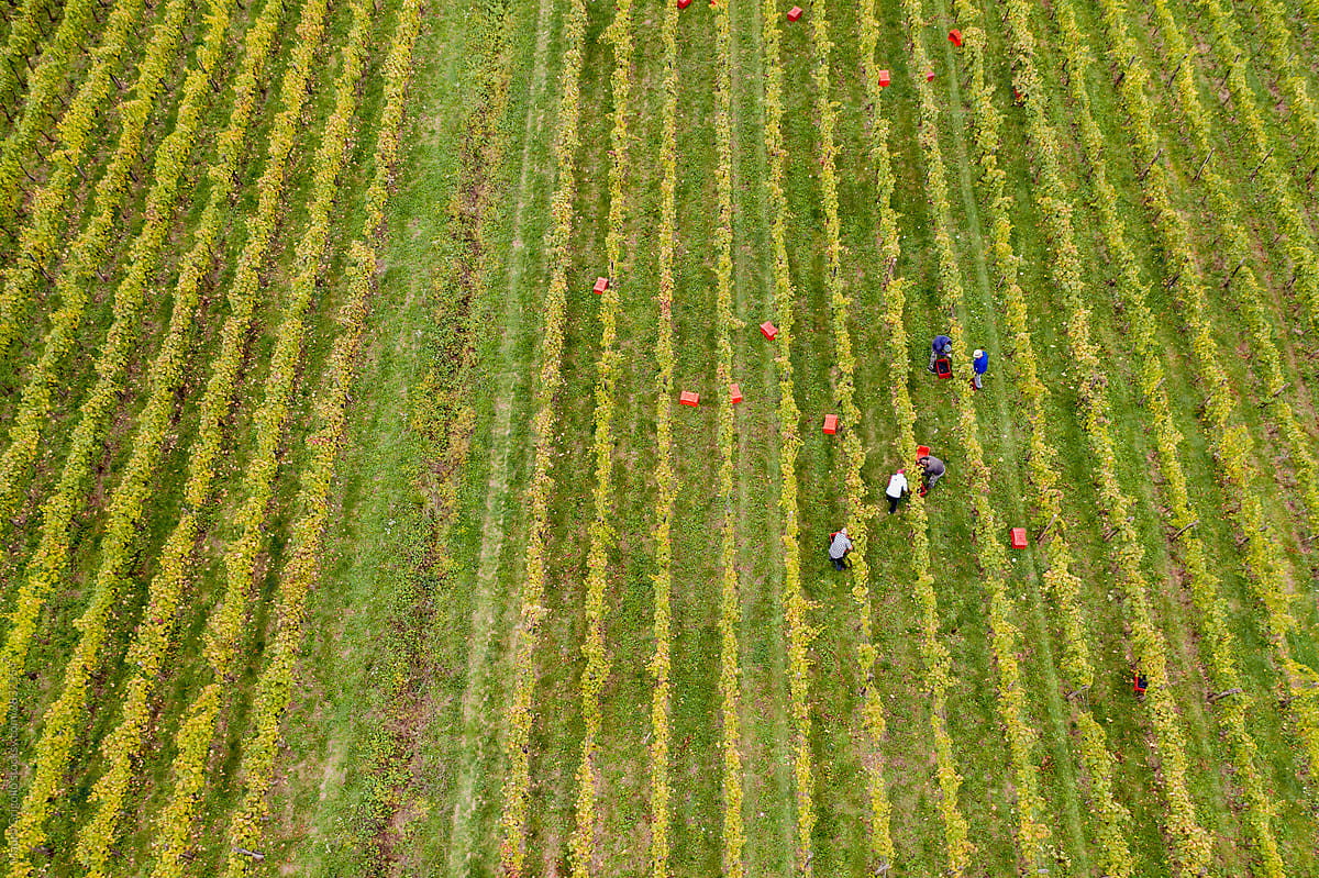Aerial view of farmers in a vineyard during the harvest