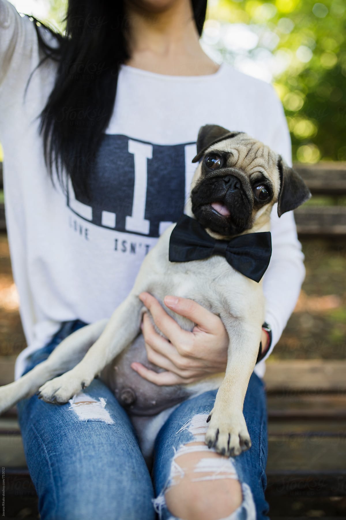 Pug dog posing with a bow tie