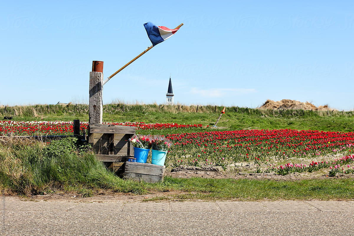Dutch spring on Texel island