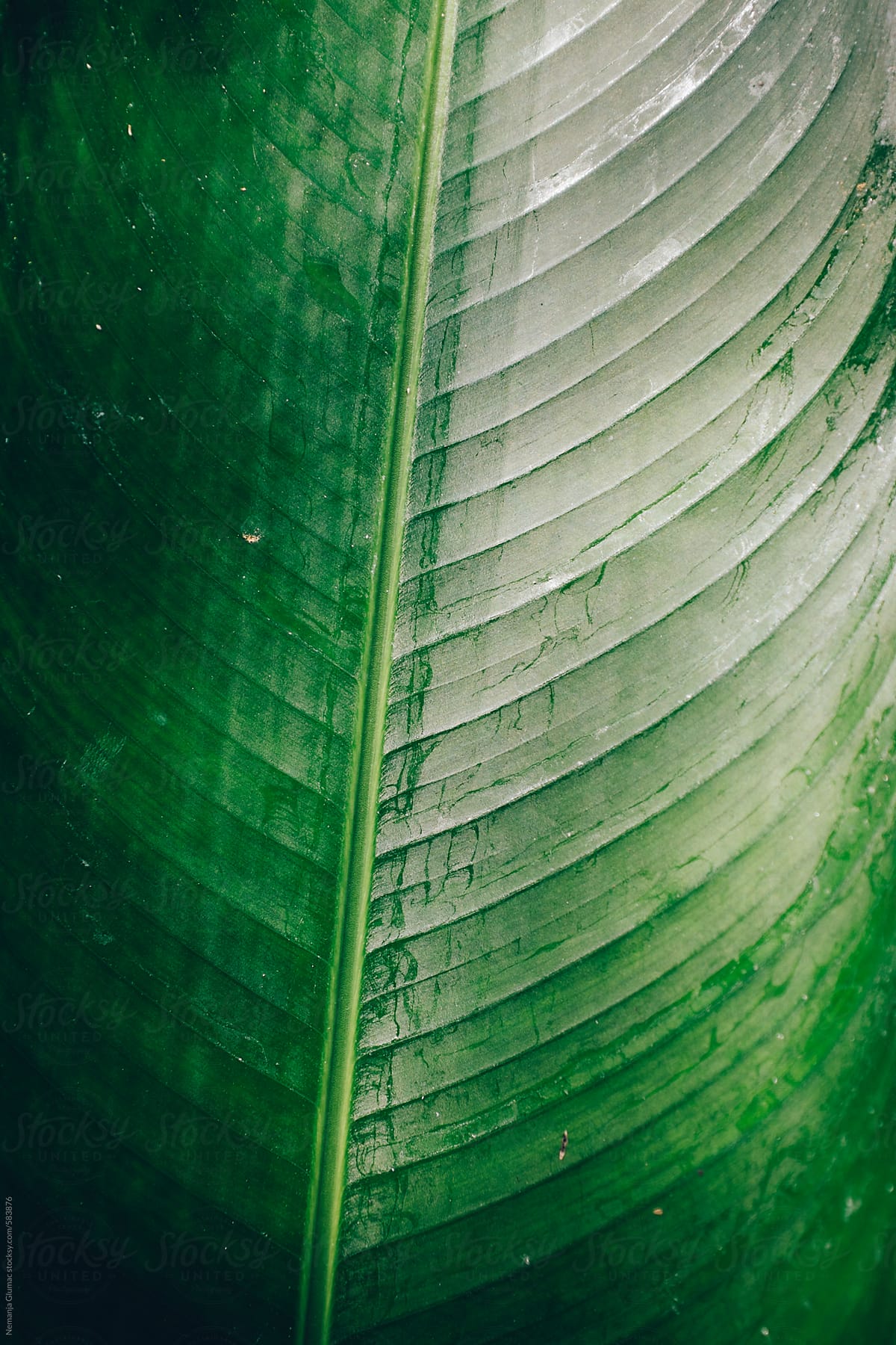 Wet Tropical Leaf