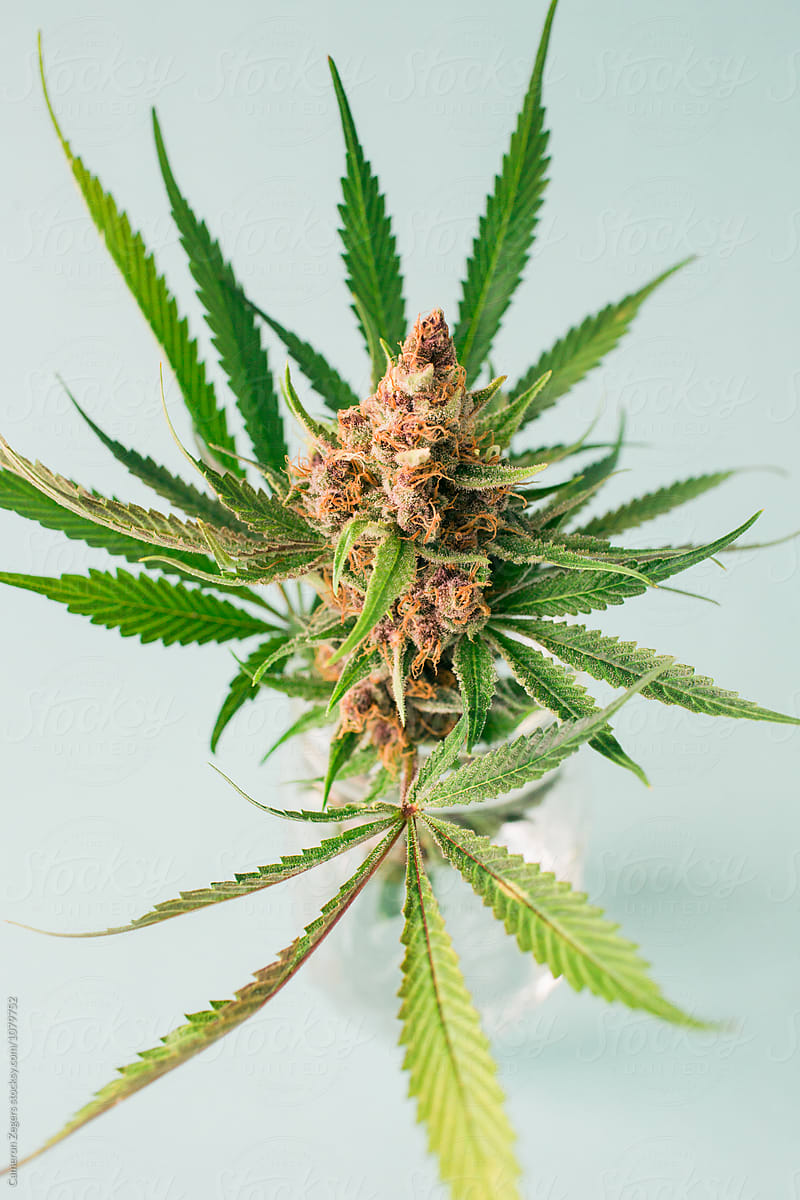 marijuana plant cutting in jar on pastel blue background