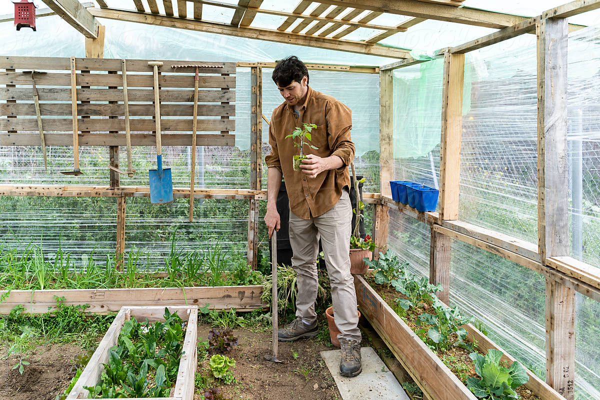 portrait of hardworking man planting vegetable plants in greenhouse
