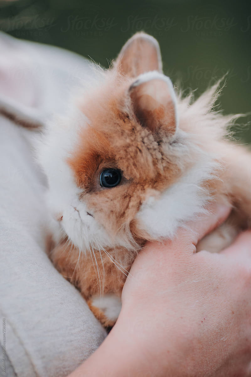 Woman Holding a Fluffy Bunny