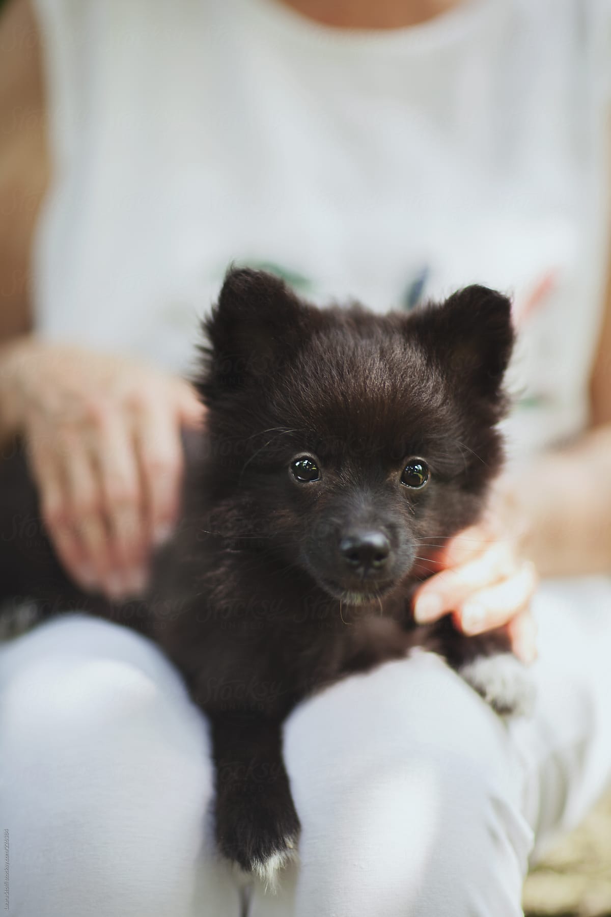 Cute pomeranian puppy on woman\'s legs looking straight at the camera