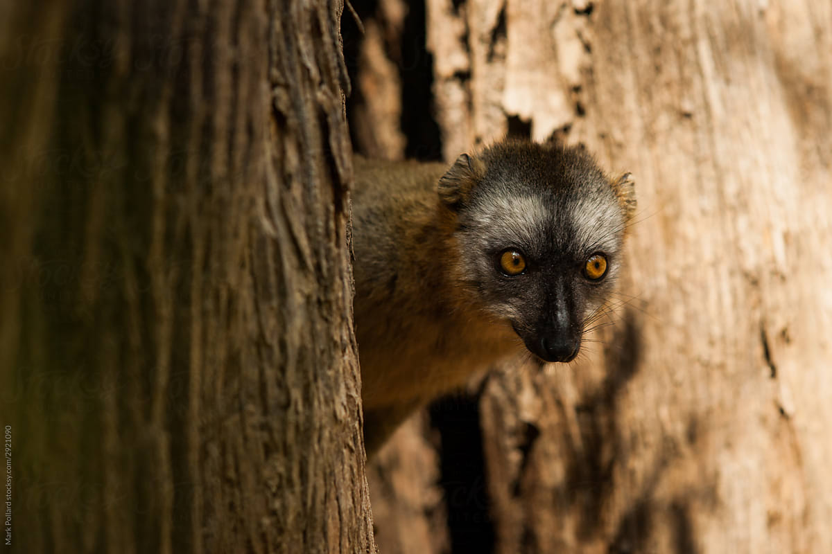 A Lemur Pokes his Head Out For a Look Around