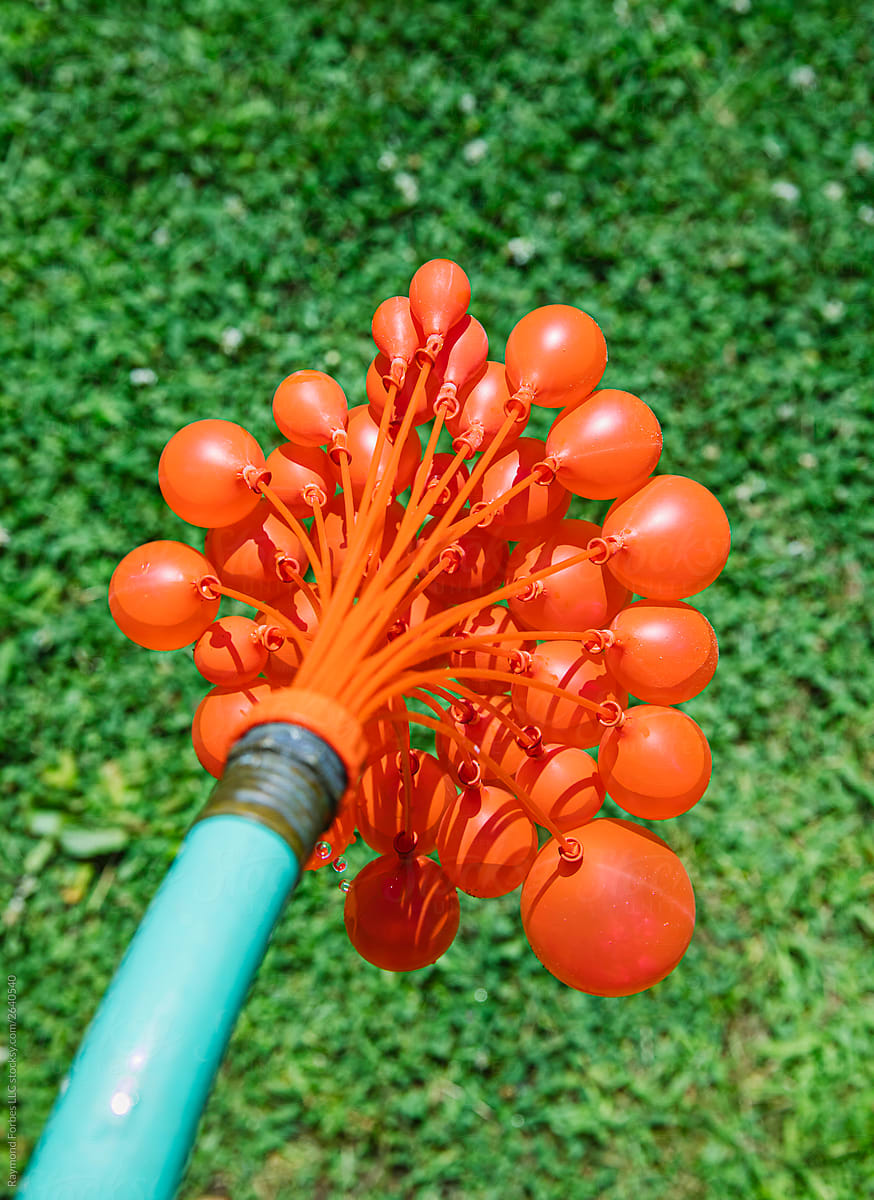 Water Balloons being inflated with Garden Hose