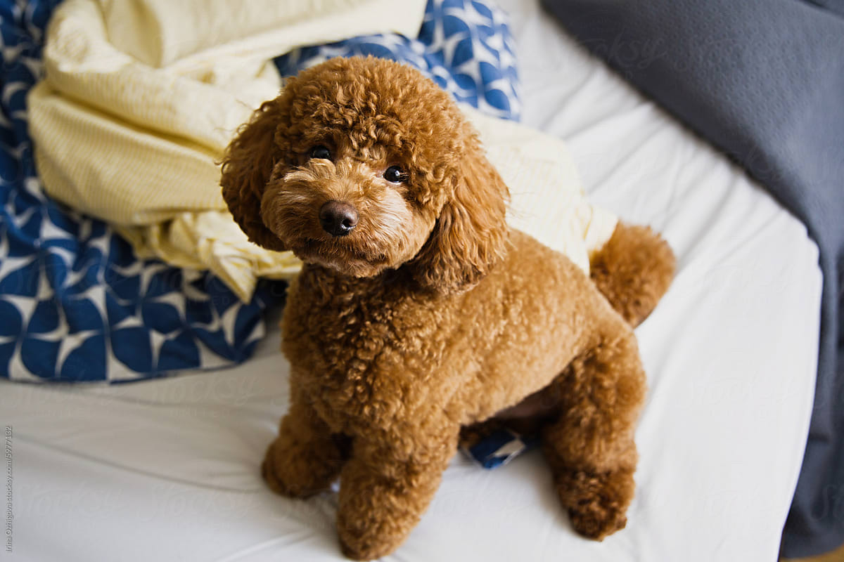 Adorable puppy sitting on a bed