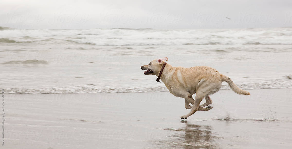 Labrador retriever running on beach