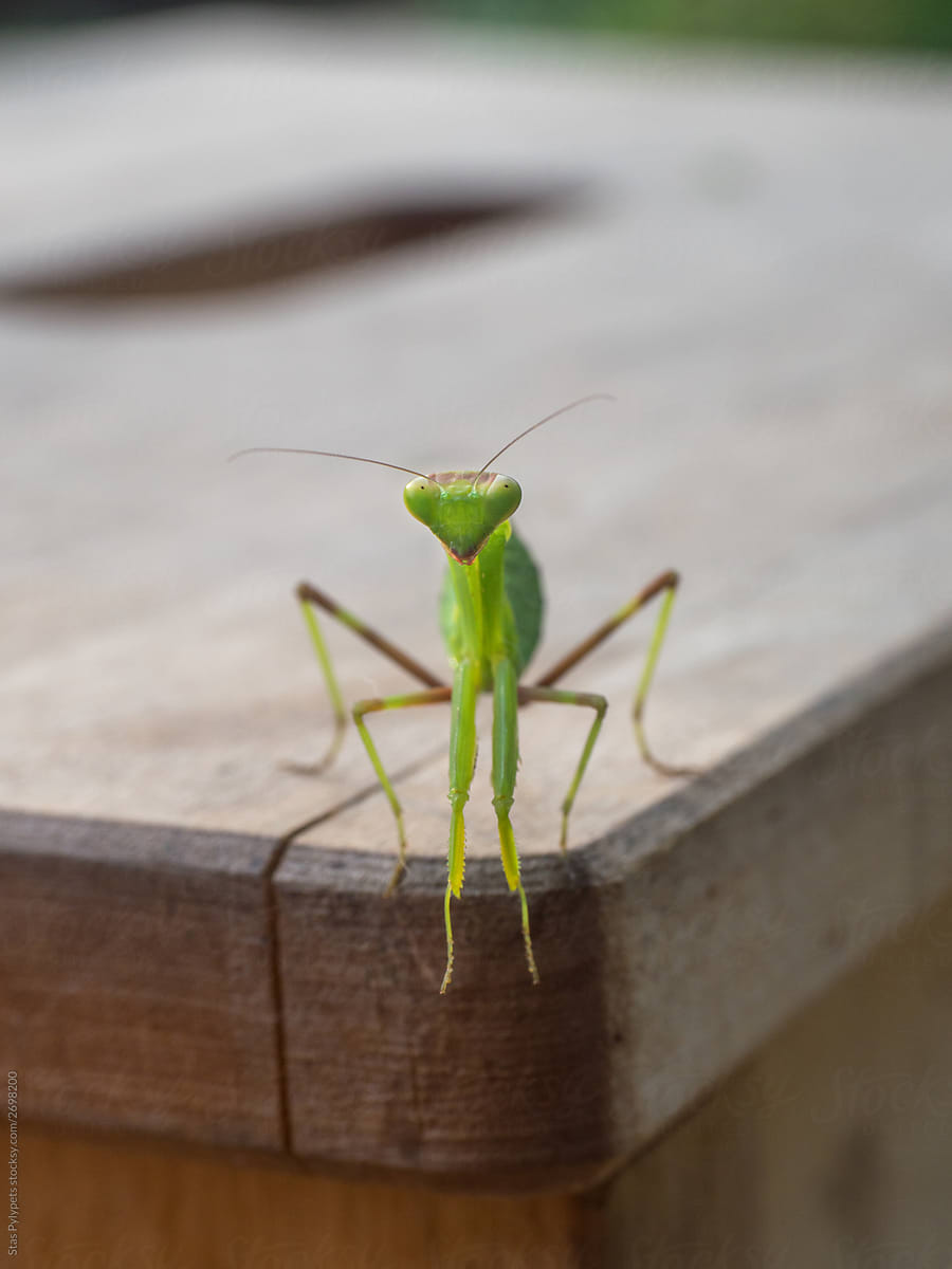 Insect green mantis