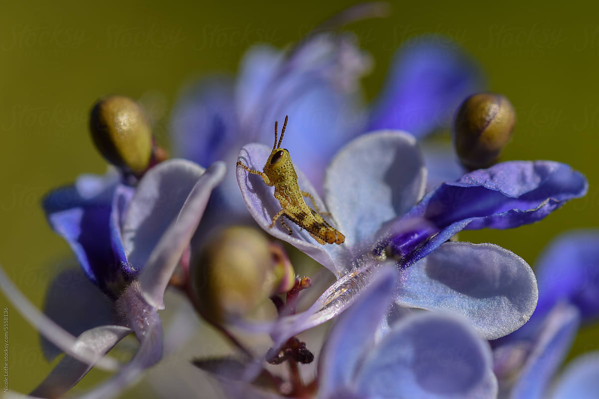 Grasshopper on butterfly flower