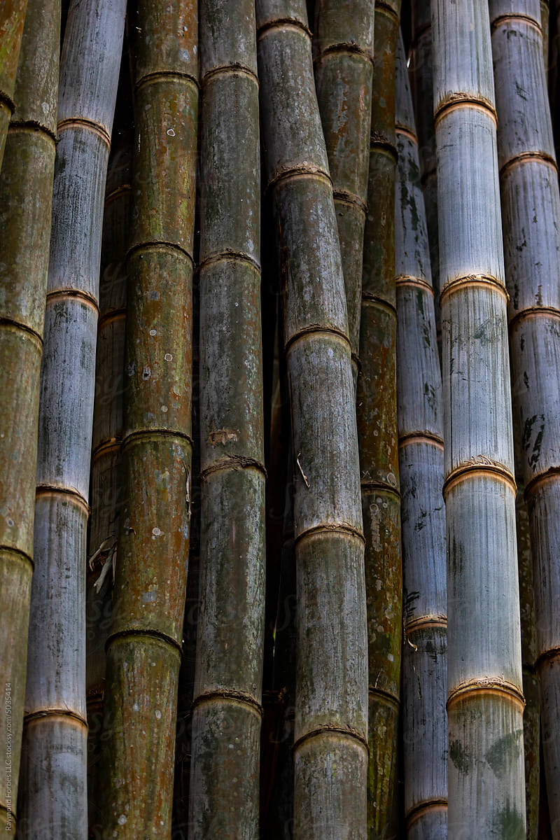 Bamboo Abstract texture jungle of Costa Rica