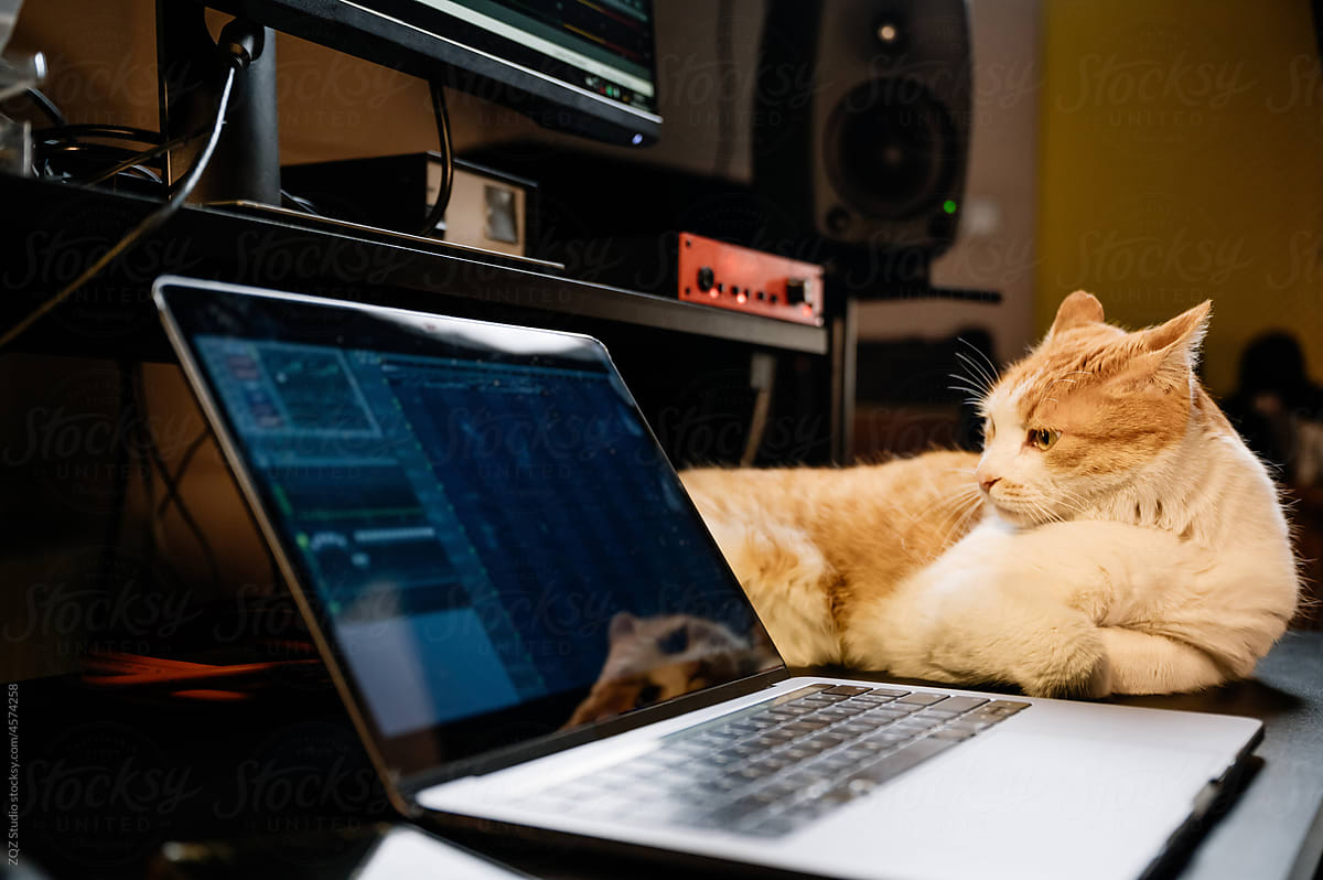 Pet cat besides a laptop