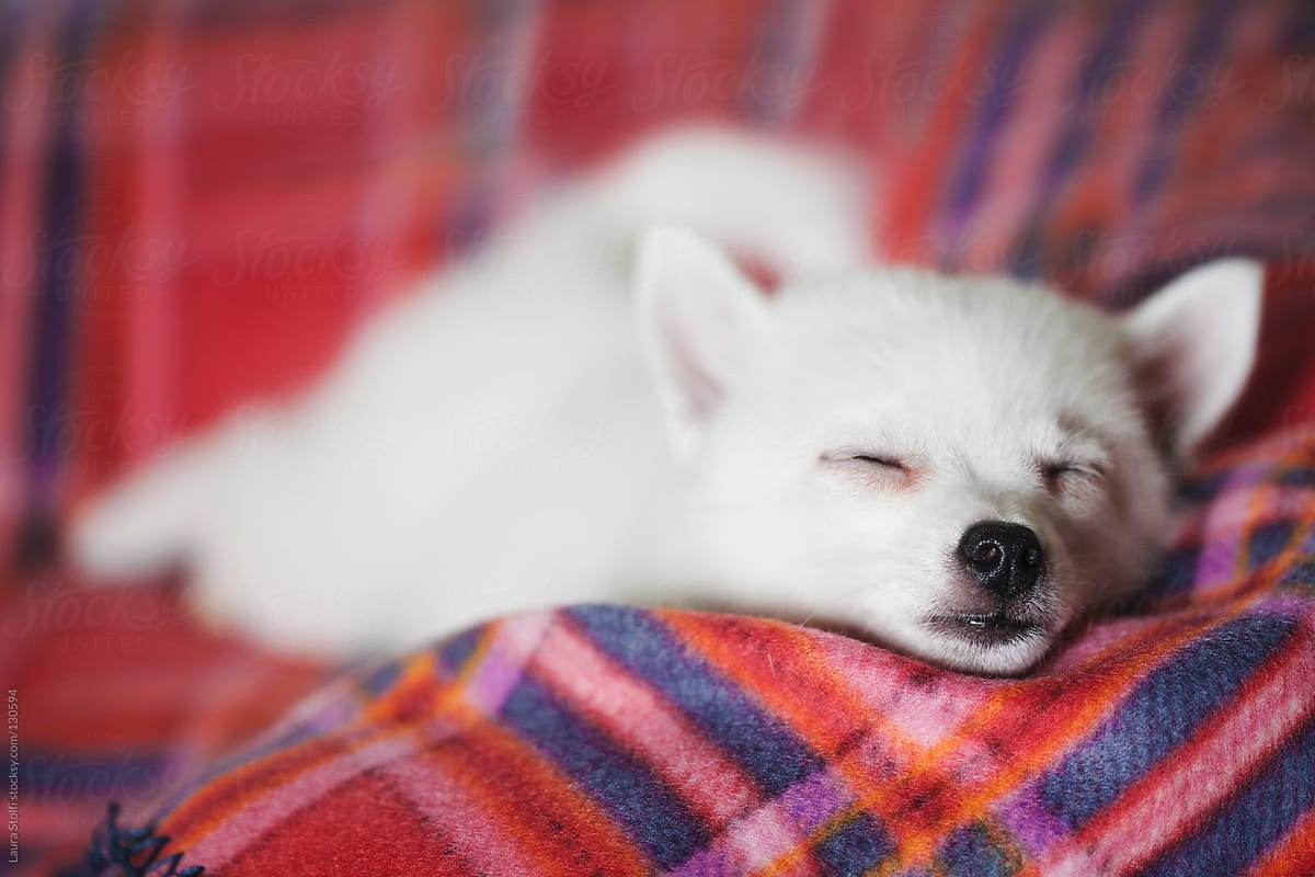 Dreaming newborn toy dog