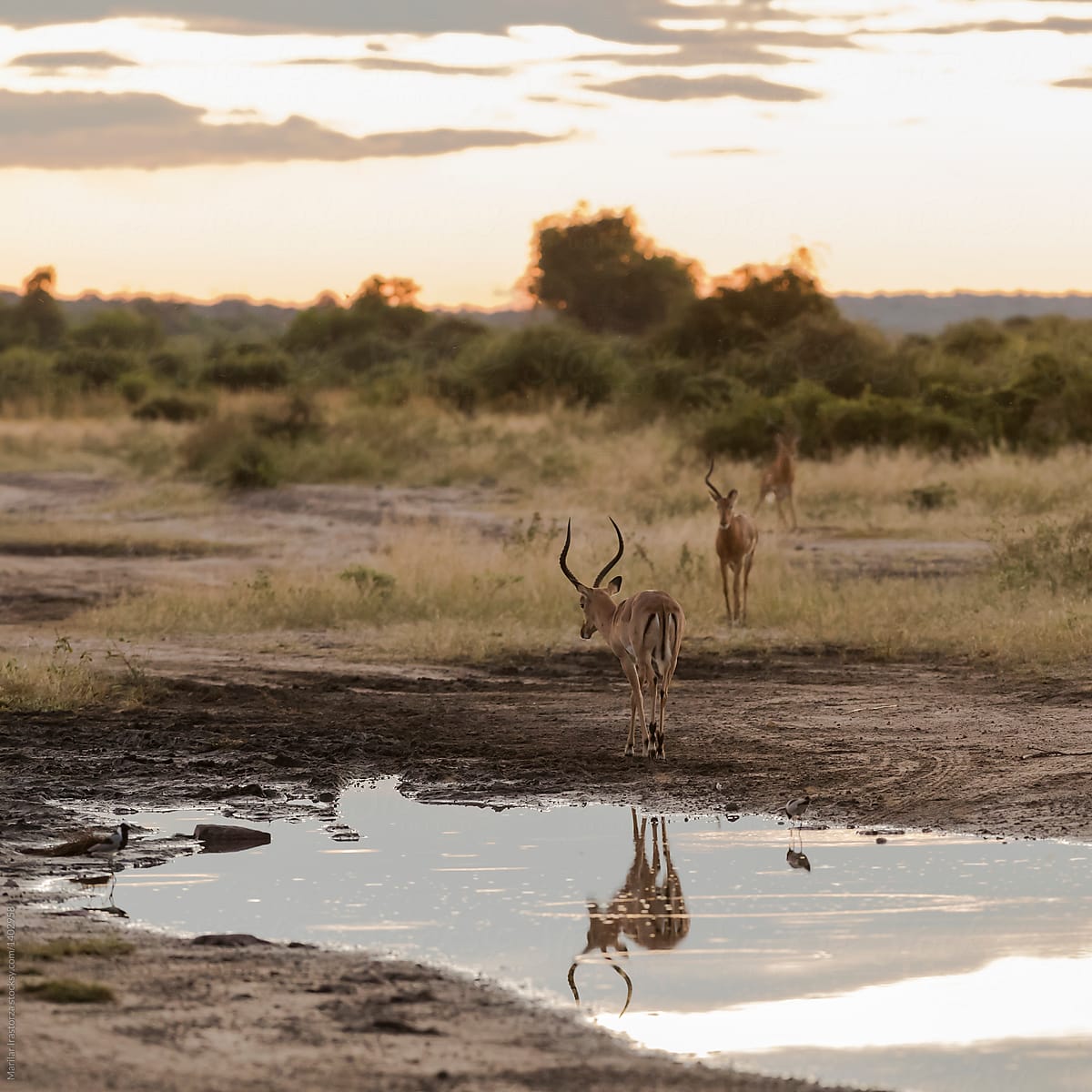 Male impala reflected on a waterhole at sunset
