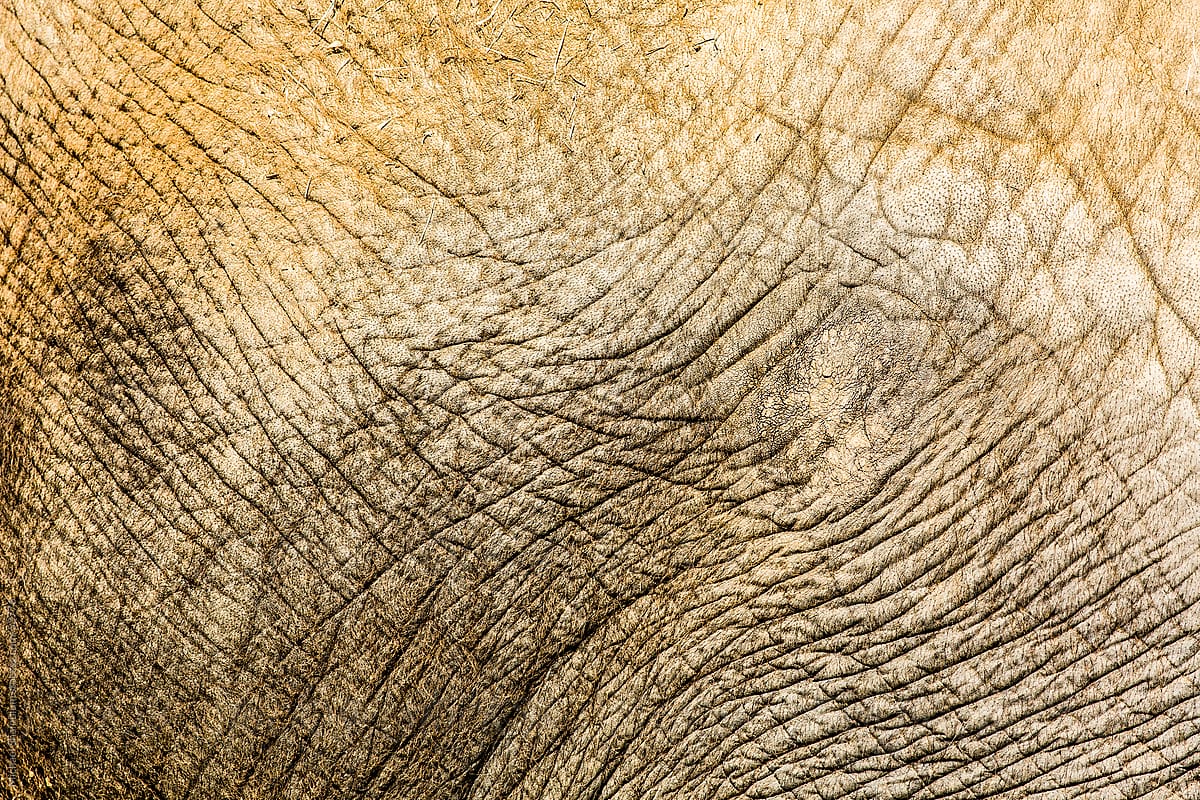 Elephant Texture