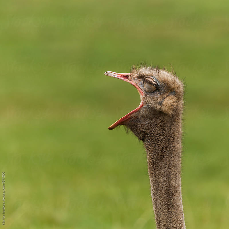Cute funny ostrich portrait with open beak