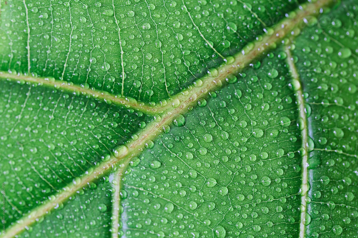 Close up of Ficus lyrata (Fiddle Leaf Fig) leaf with veins and water droplets - horizontal