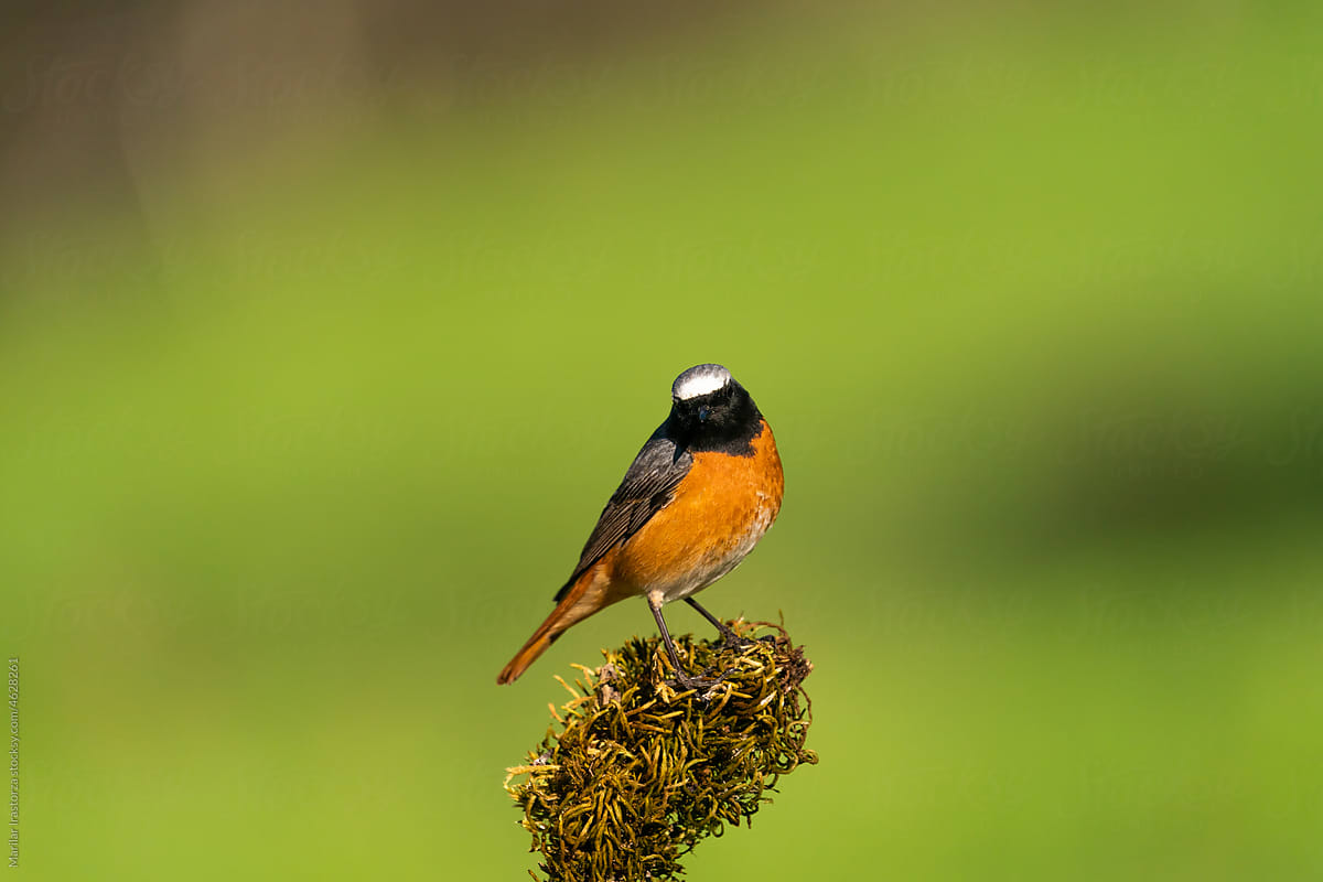Common Redstart Looking At The Camera