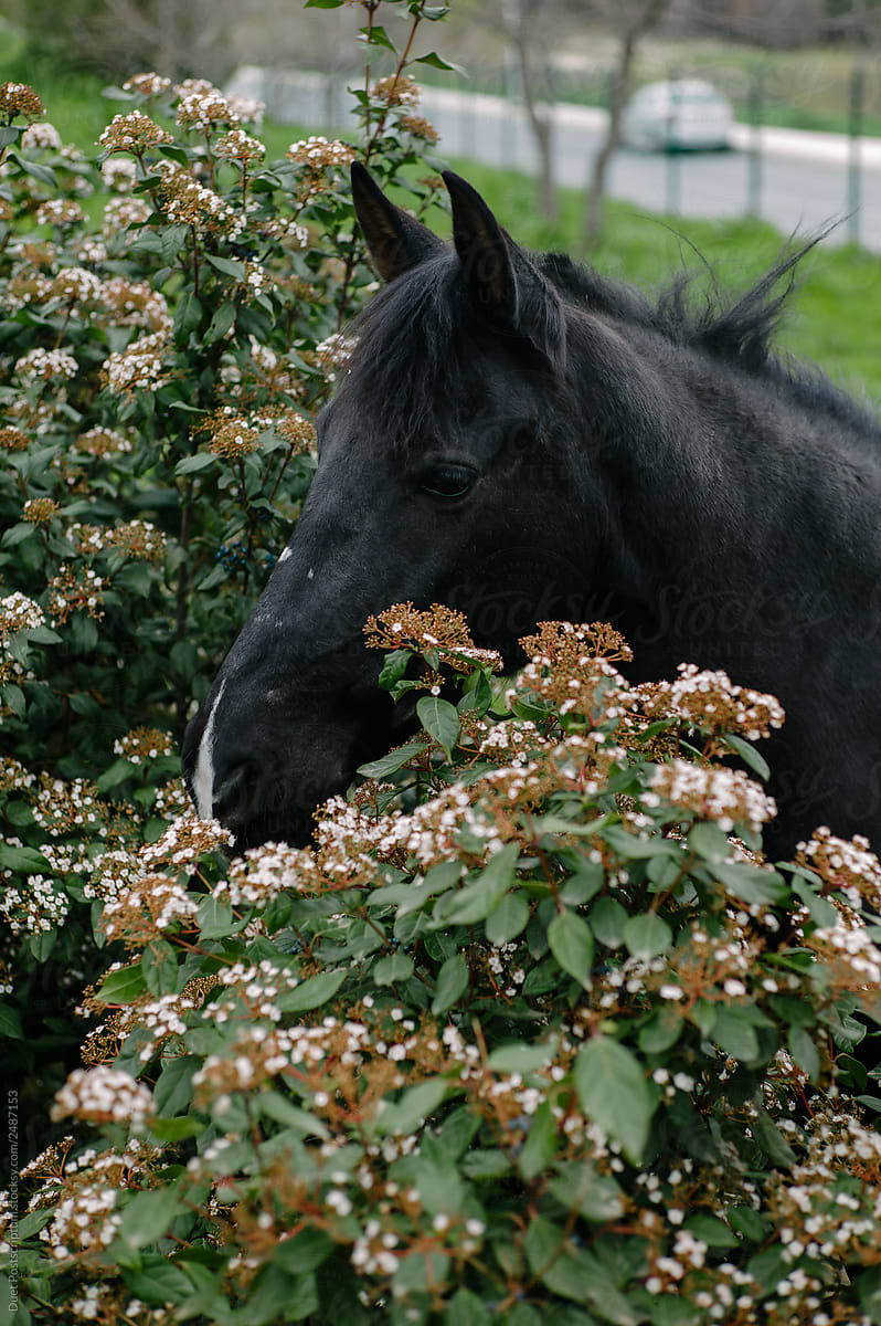 Horse eating leaves from bush