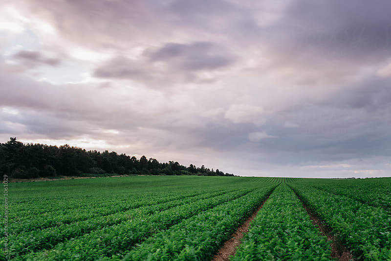 Sweeping sky over rows of Potato plants. Norfolk, UK.