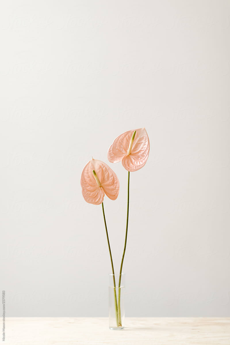 vase with two light pink flowers on simple light background