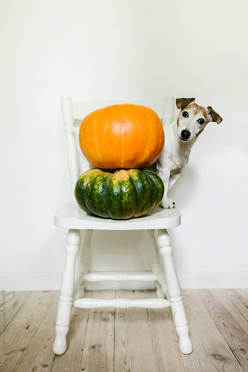 Wonderful little dog on chair with pumpkins