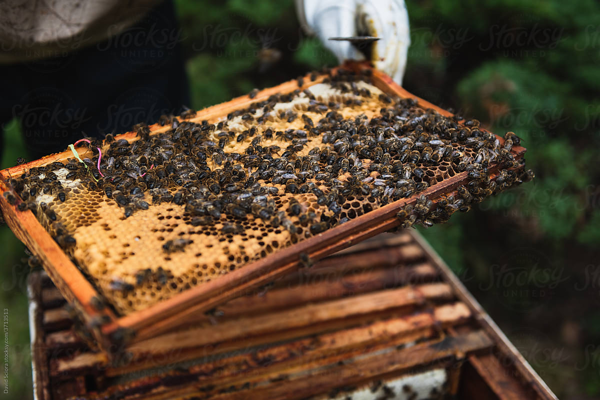 Beekeeper collecting honey from the beehive