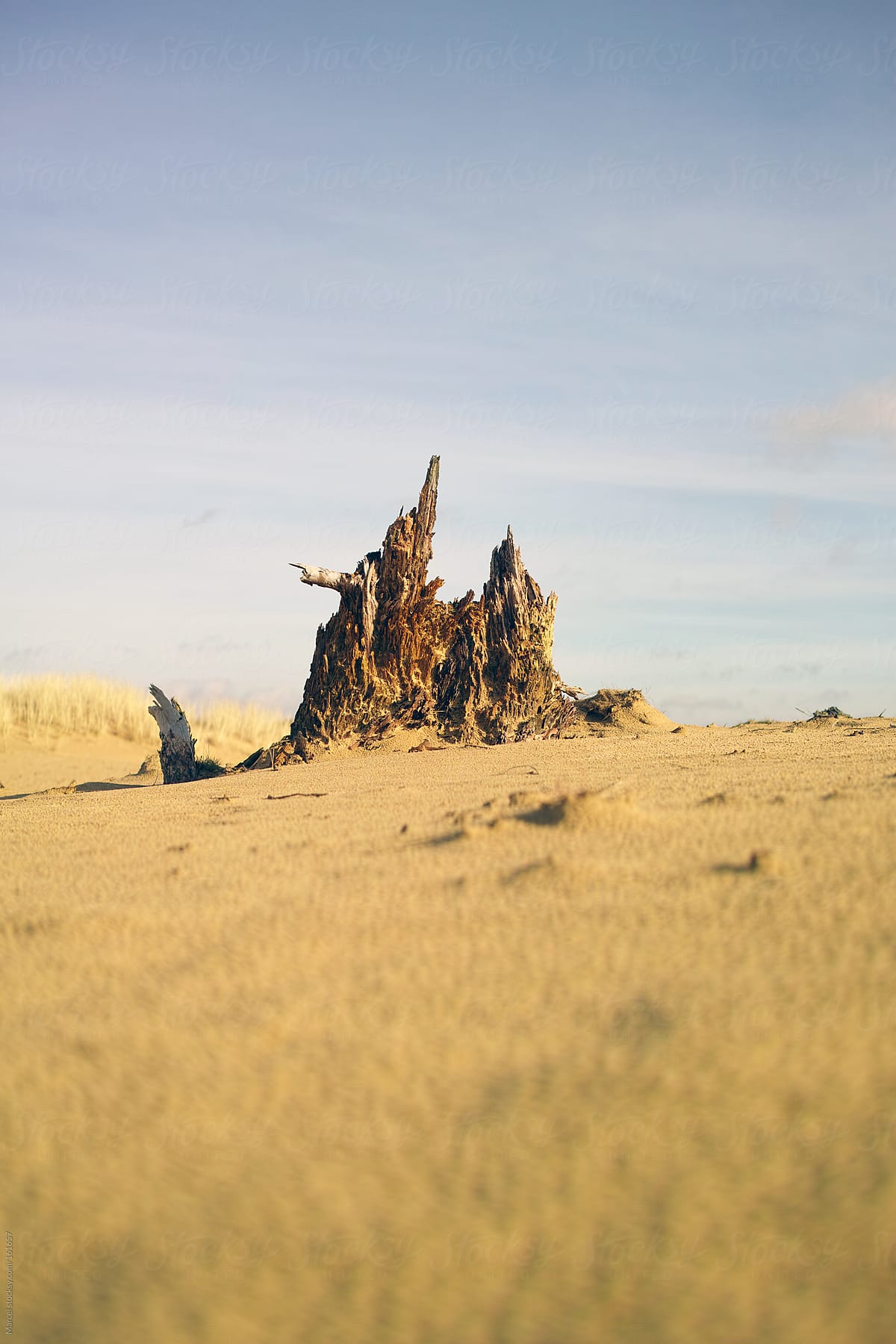 Tree stump in desertlike landscape