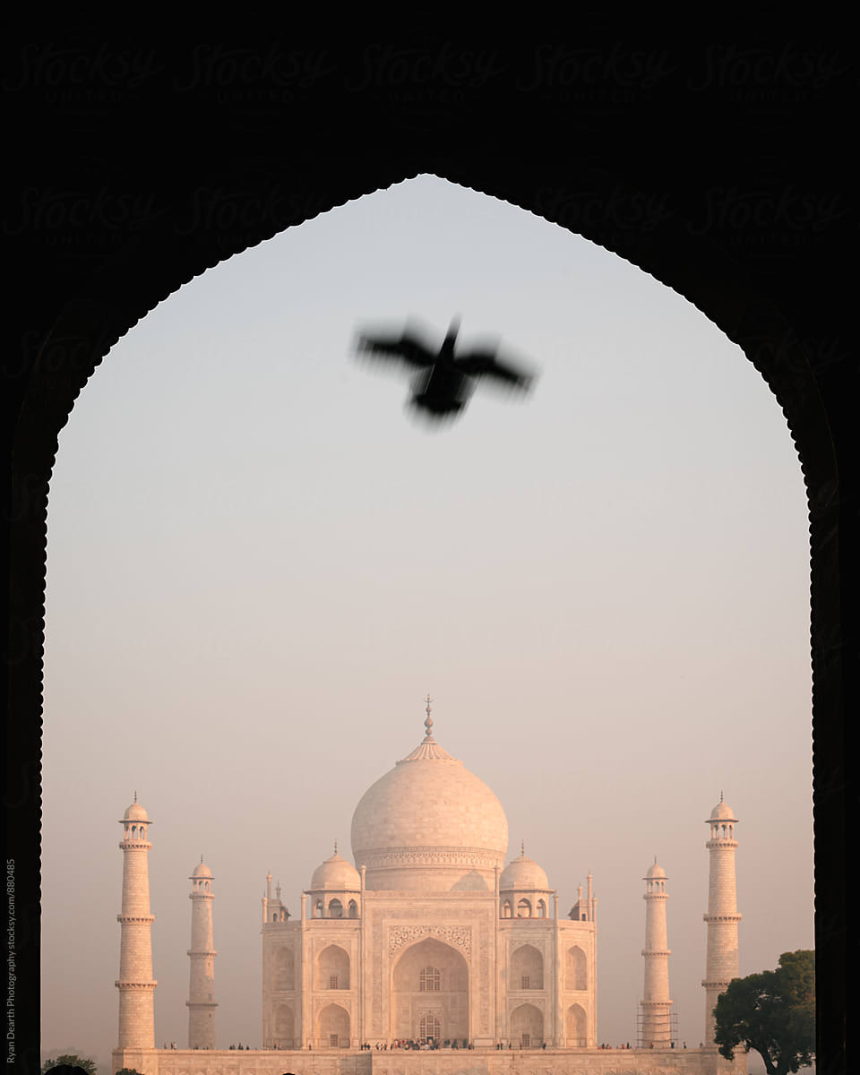 Taj Mahal, Bird