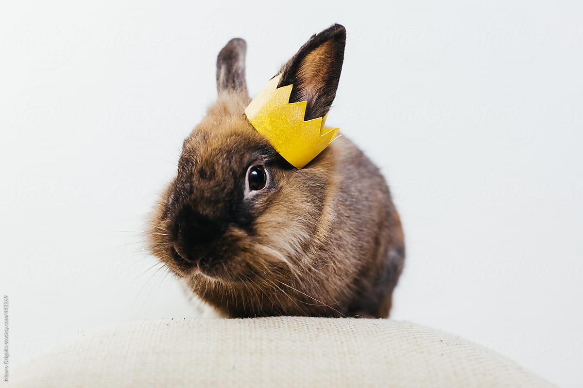 The king of rabbits. Bunny with a Crown.