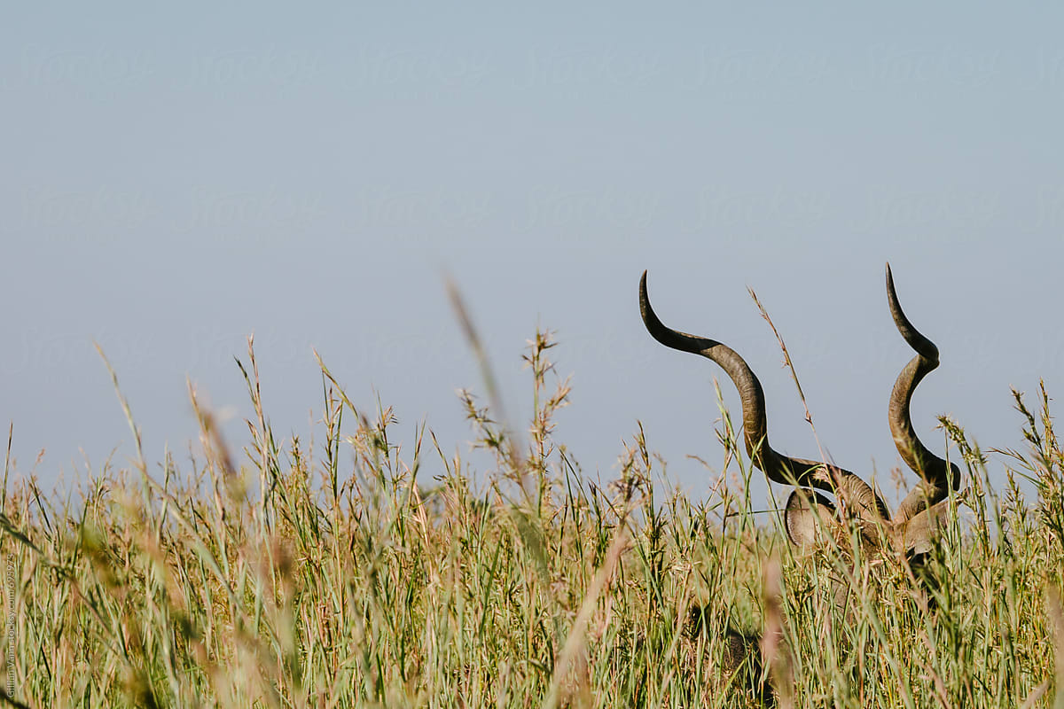 on safari, kudu hiding in the long grass